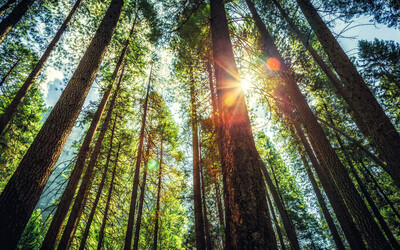 国家林产品周聚焦可持续发展领导力